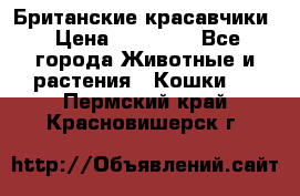 Британские красавчики › Цена ­ 35 000 - Все города Животные и растения » Кошки   . Пермский край,Красновишерск г.